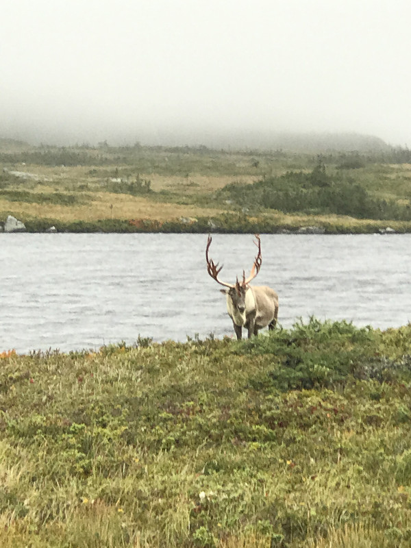 Caribou 