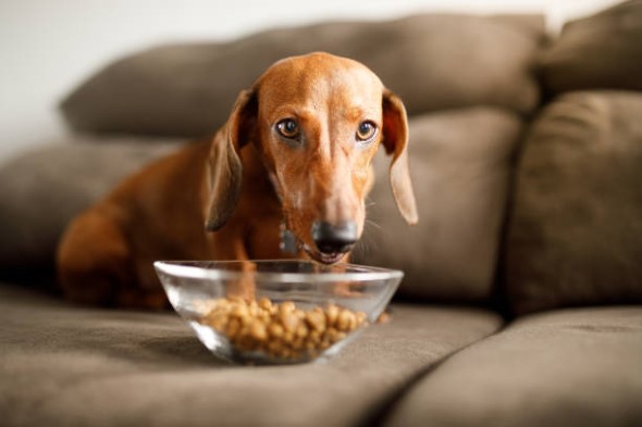 human dog food