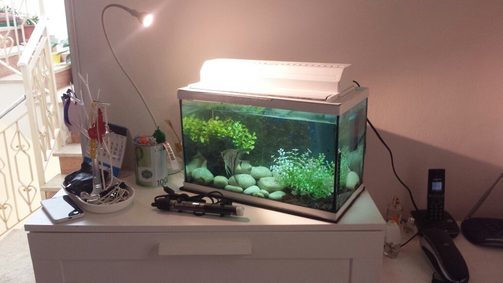 IMG-20150801-WA0003 (1)