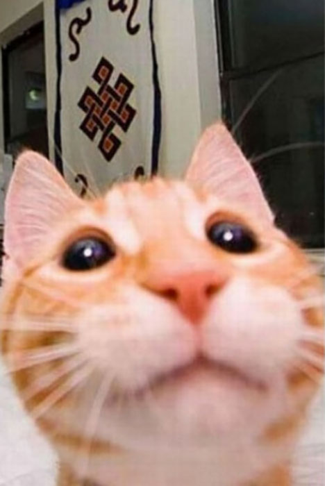 20 котов-хакеров, которые неправильно ввели пароль, и были сняты на веб-камеру