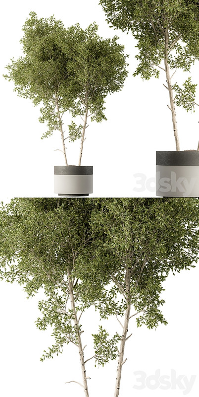 Outdoor Plants 472 - Tree in Pot