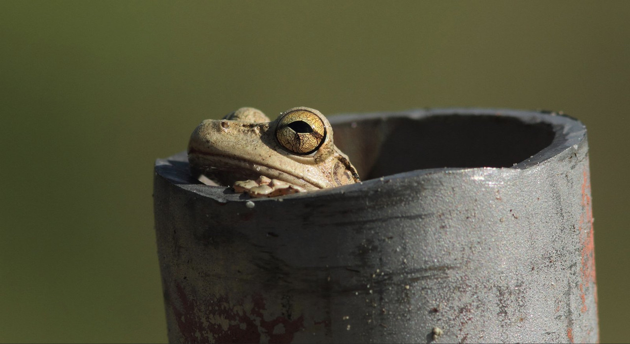 green-tree-frog-dis1.jpg