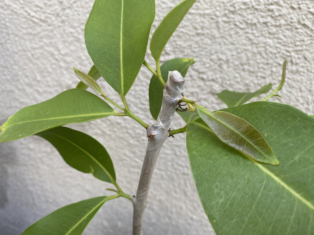 54B1A20A-DF73-4DA7-BFBB-7B10EBCEF788