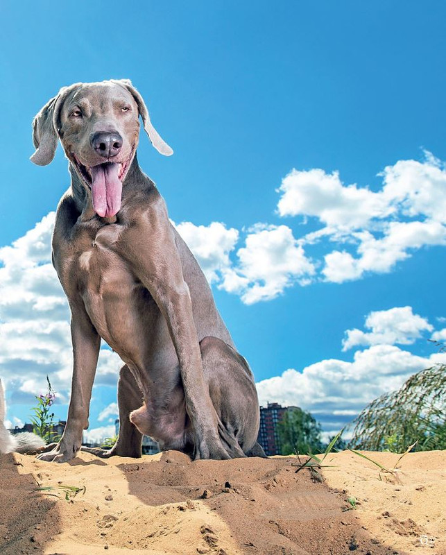 QuattroZampe Ago 2021 (4)