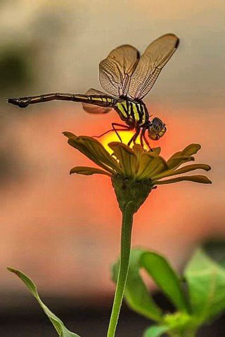 Dragonfly_on_Flower_sun