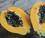 ★papayamango★ Cojimar Mango Papaya Gordo Cigars