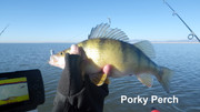 [Image: PORKY-PERCH.jpg]