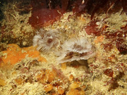 04004_13-13-2Coul-8030006