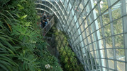 Cloud Forest 31