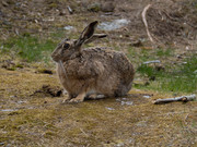 Lepus_europaeus_SMA_10_202005