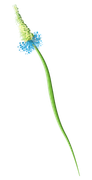 LMB-Spring-Melody-Element-60