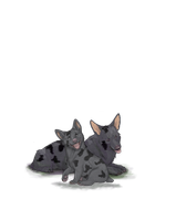 Corgiadultpupblackblotch