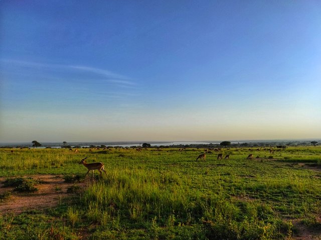 Murchison Falls (día completo de safari) - 18 días por las tierras más remotas de Uganda y Kenya (2)