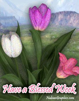 Blessed-Week-Tulips