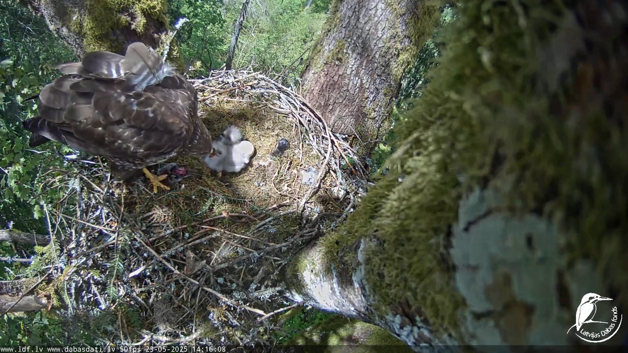 Melnās klijas (Milvus migrans) Kurzemē_ peļu klijāni (Buteo buteo) 17-29-6 screenshot