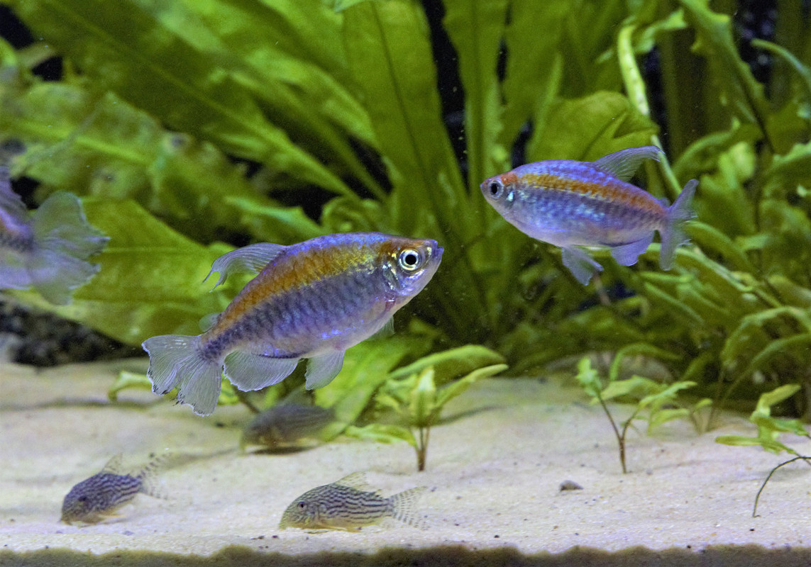 Conzo Fish CONGOS — Postimages