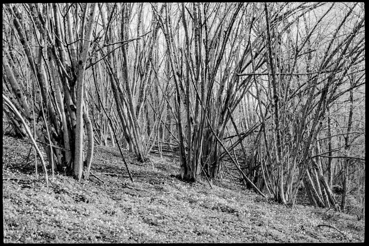 LeicaFLEX_15 apr 2022_03 (1280x856)