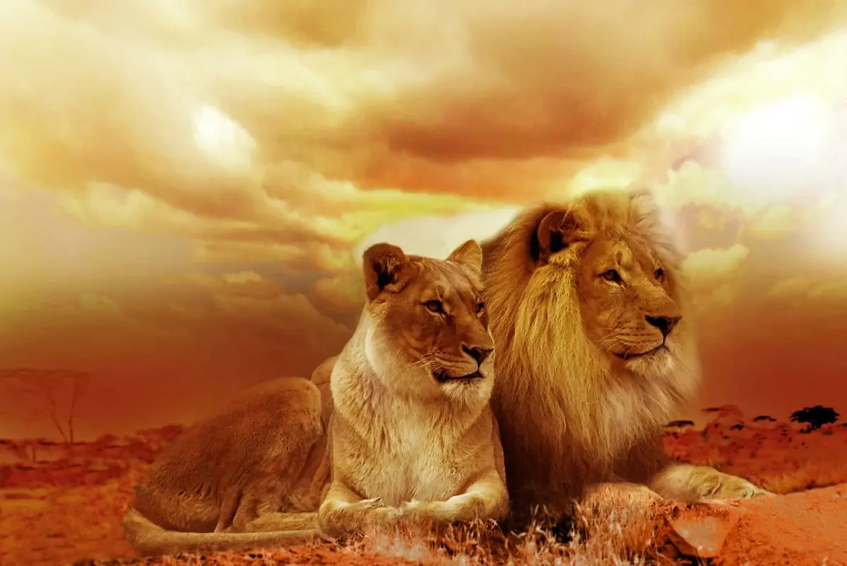 brown-lions-new.webp