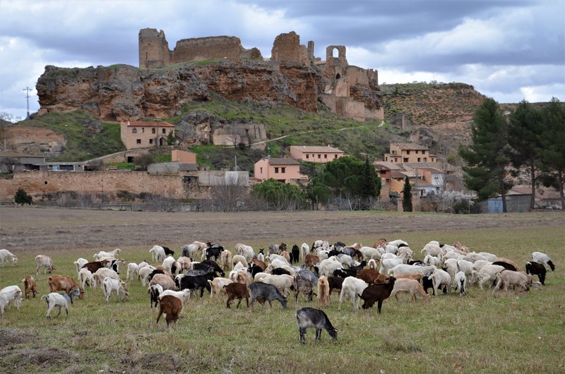 CASTILLO DE ZORITA DE LOS CANES-2014/2015-GUADALAJARA - Paseando por España-1991/2016 (43)