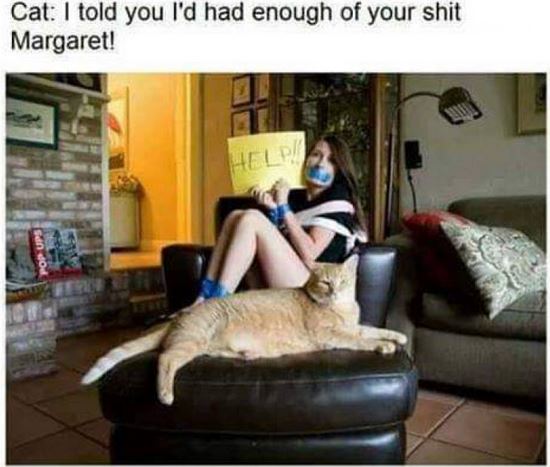 cat-is-tired-of-your-shit.jpg
