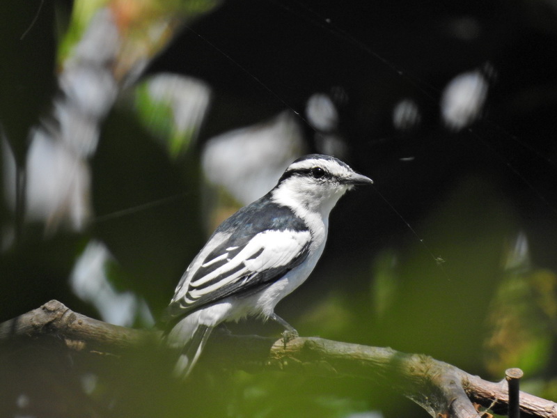 Белокрылый личинкоед-свистун