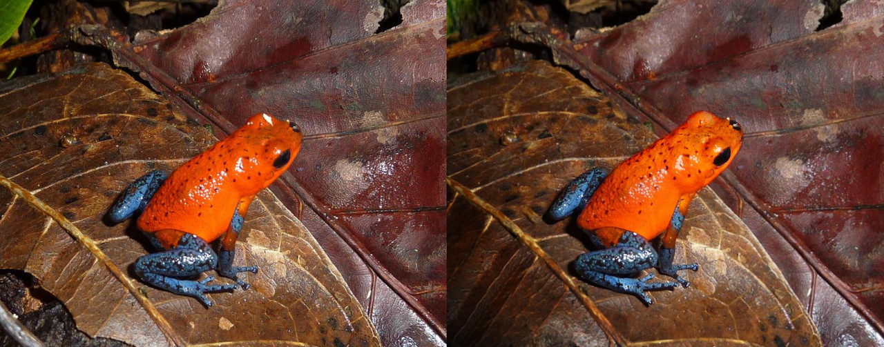 grenouille -retouche perso