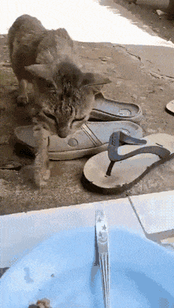 46.gif