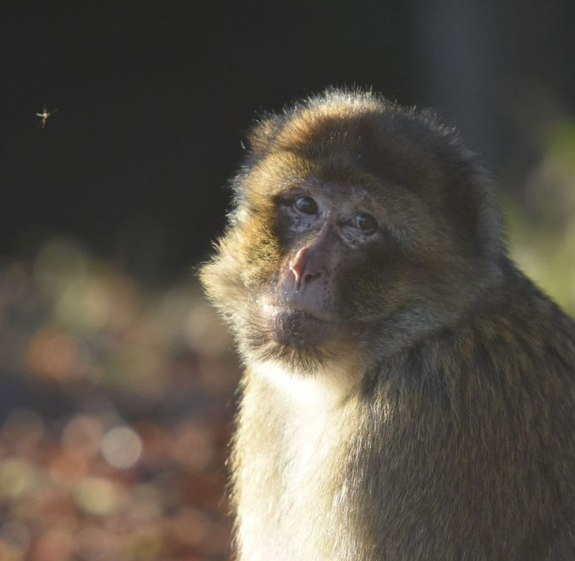 Santuario de Inglaterra realiza serenata para incitar el apareamiento entre monos