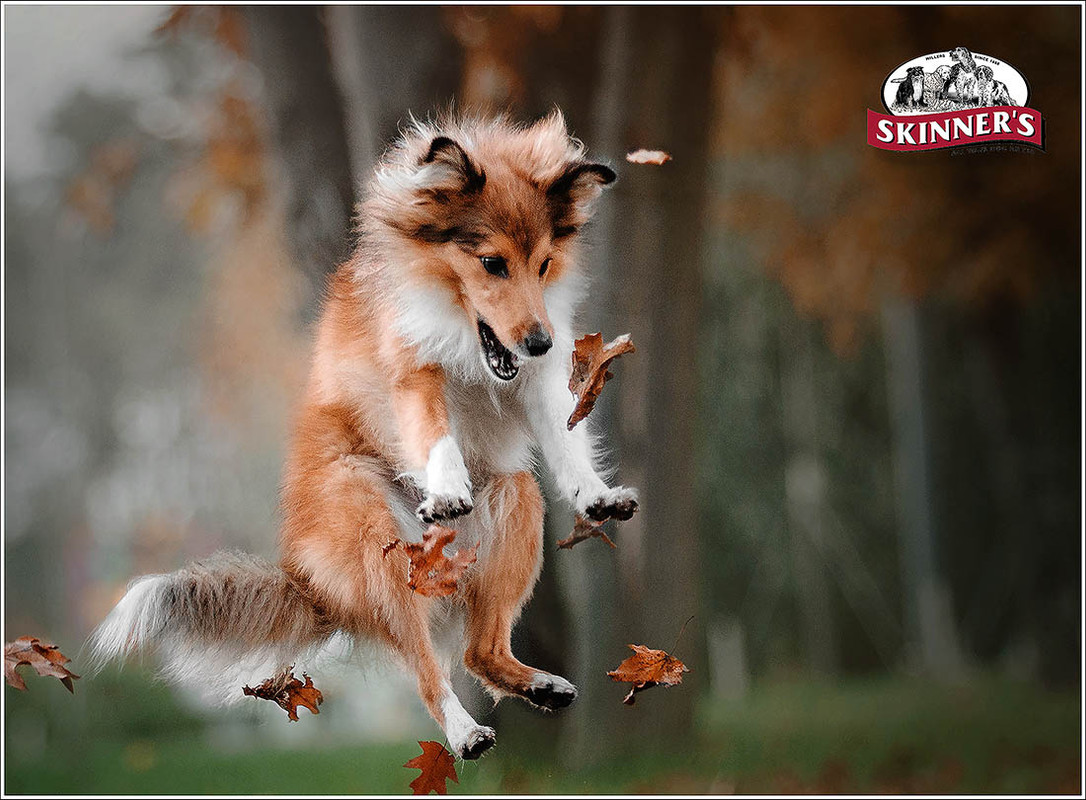 Осень наступила 1100