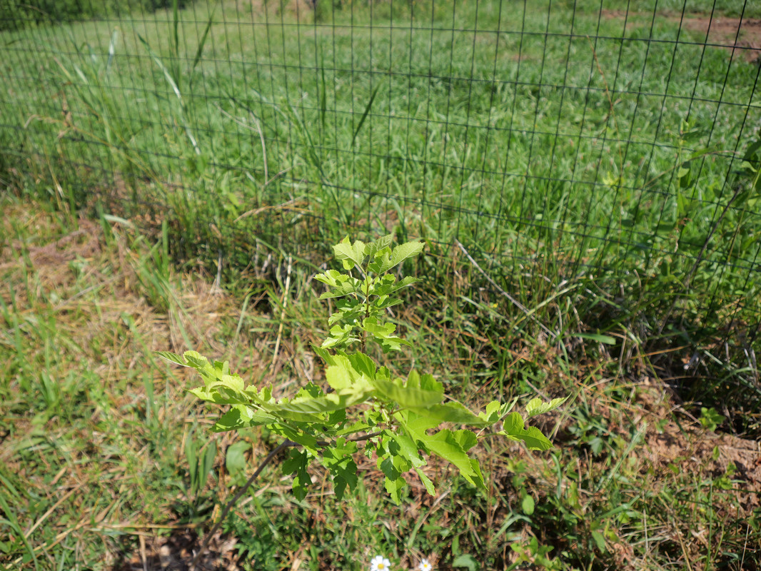 P1013200.jpg