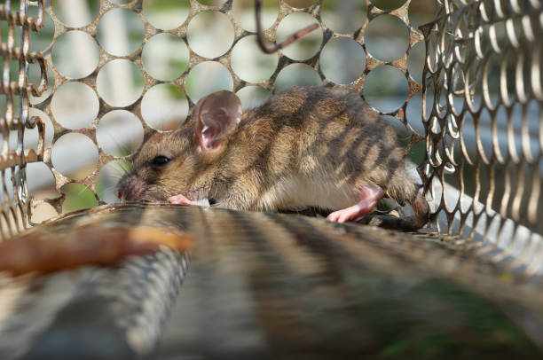 rodent-control-7.jpg