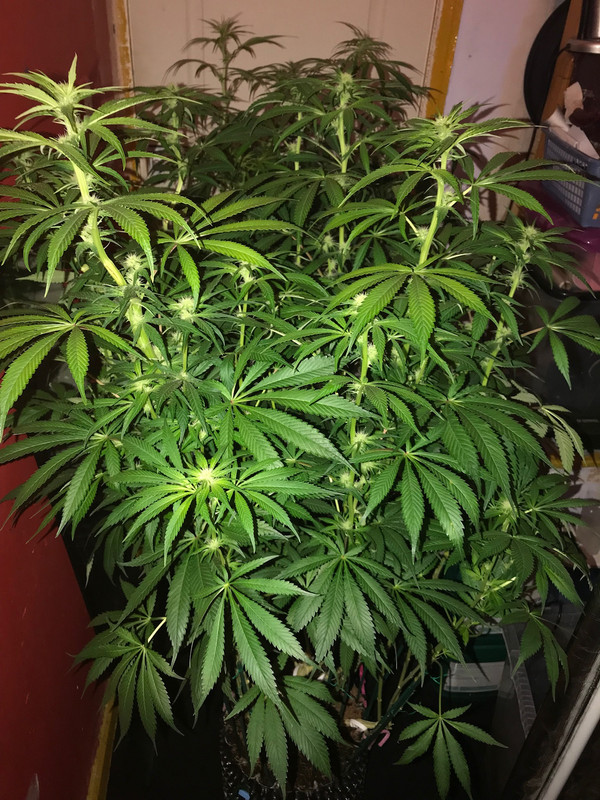 8F17E87A-DFE4-4899-B389-B6295FBBF012