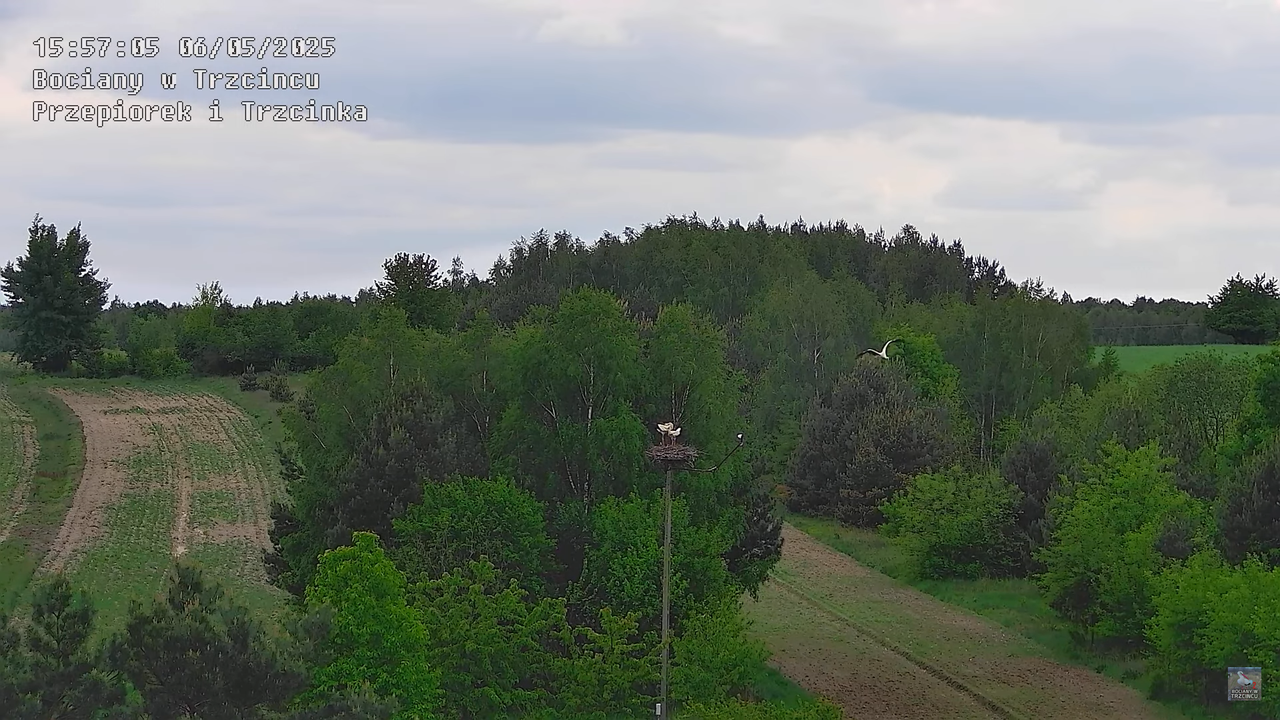 06052025bociany26
