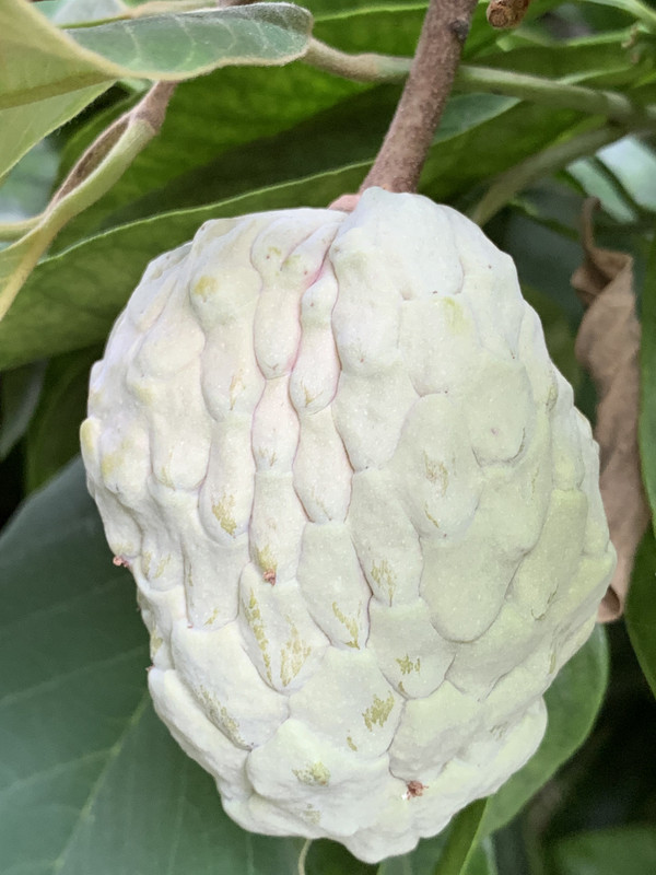 BAA18683-46A2-4ADB-A80C-BA4D32A876FA