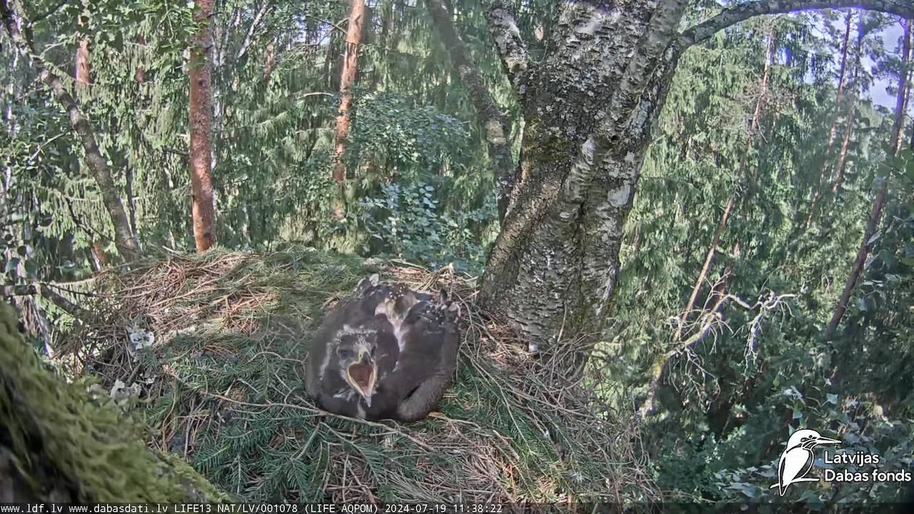 Mazais ērglis (Clanga pomarina), ligzda bērzā - LDF tiešraide 13-39-32 screenshot