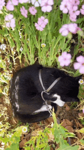 Cat-BWFlowers-7bf7828074d9f1a5.gif