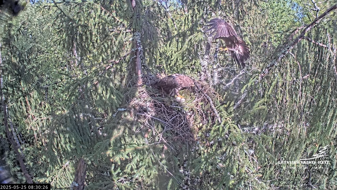 LVM mazais ērglis Lisiņa, egle2 – Lesser Spotted Eagle 11-4-36 screenshot