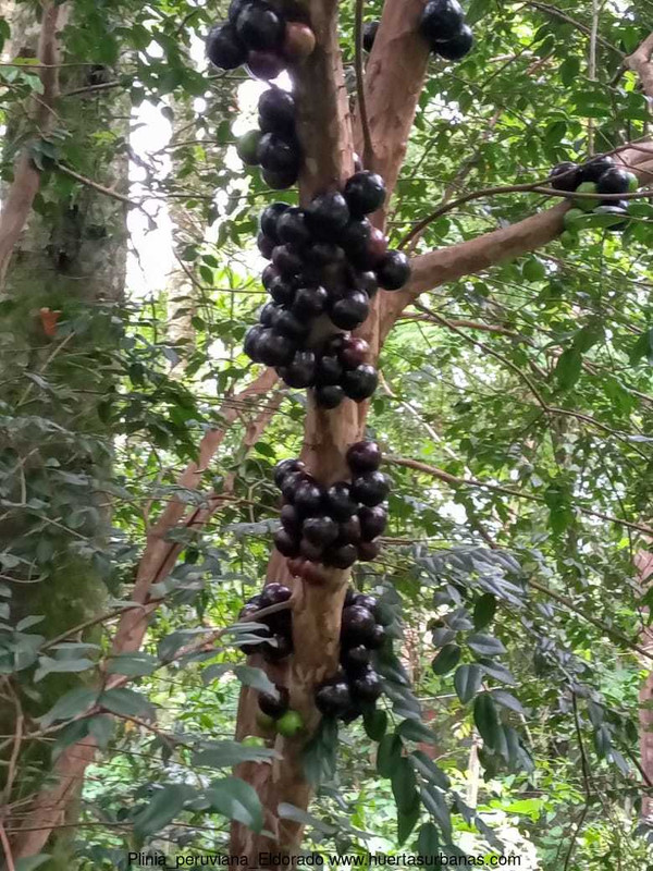 Huertasurbanas_com-frutas_peruviana.jpeg-20211115_201507Plinia_peruviana_Eldorado