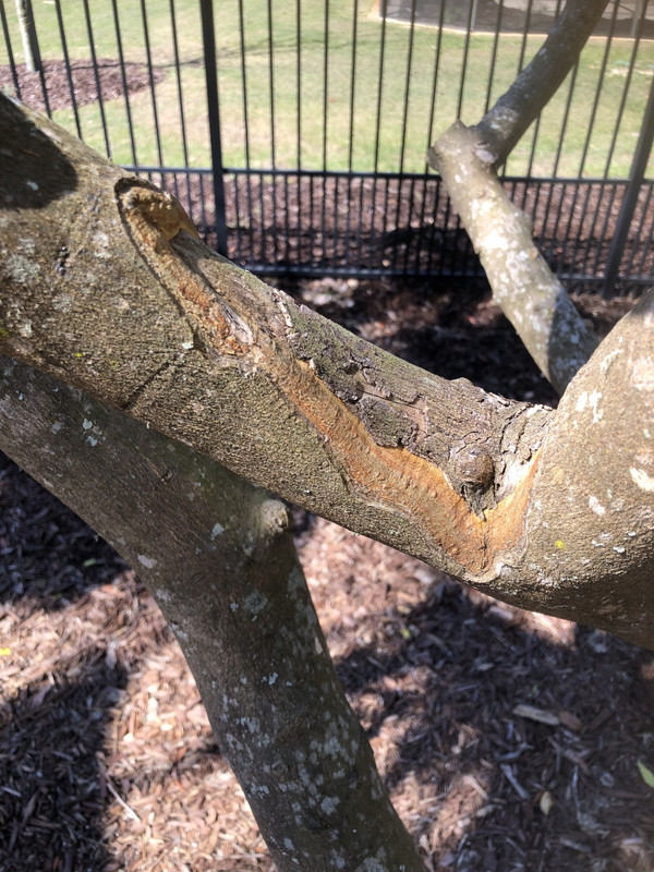 Phytophthora1
