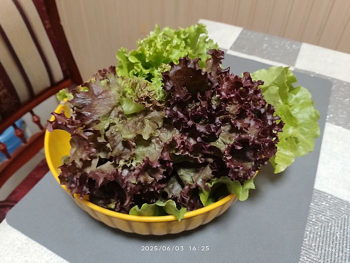 https://i.postimg.cc/bv8yX3Hn/salata-20250603.jpg
