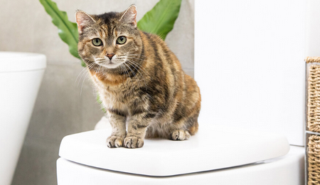 How-to-Wash-a-Cat.png