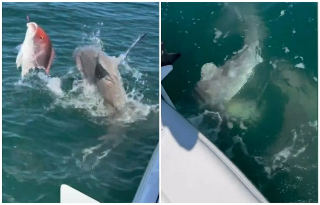 VIDEO: Tiburones “frenéticos” atacan bote en Florida