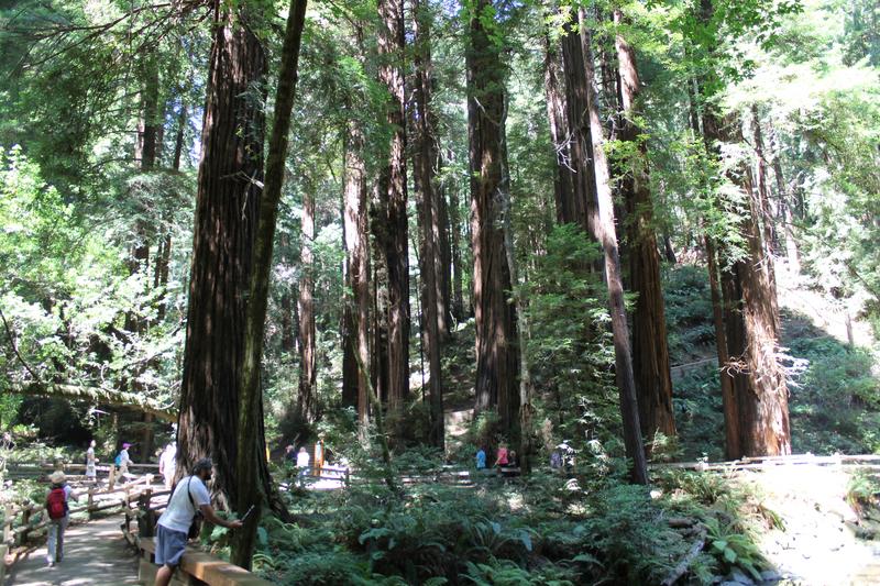 Día Ocho: San Francisco-Muir Woods-Sacramento-Oakhurst - My West USA road trip: un viaje de película. (8)