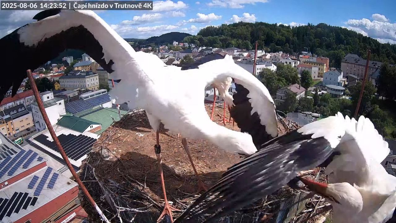 Tiešraide no stārķa ligzdas uz alus darītavas skursteņa Trutnovā 13-13-28 screenshot (1)