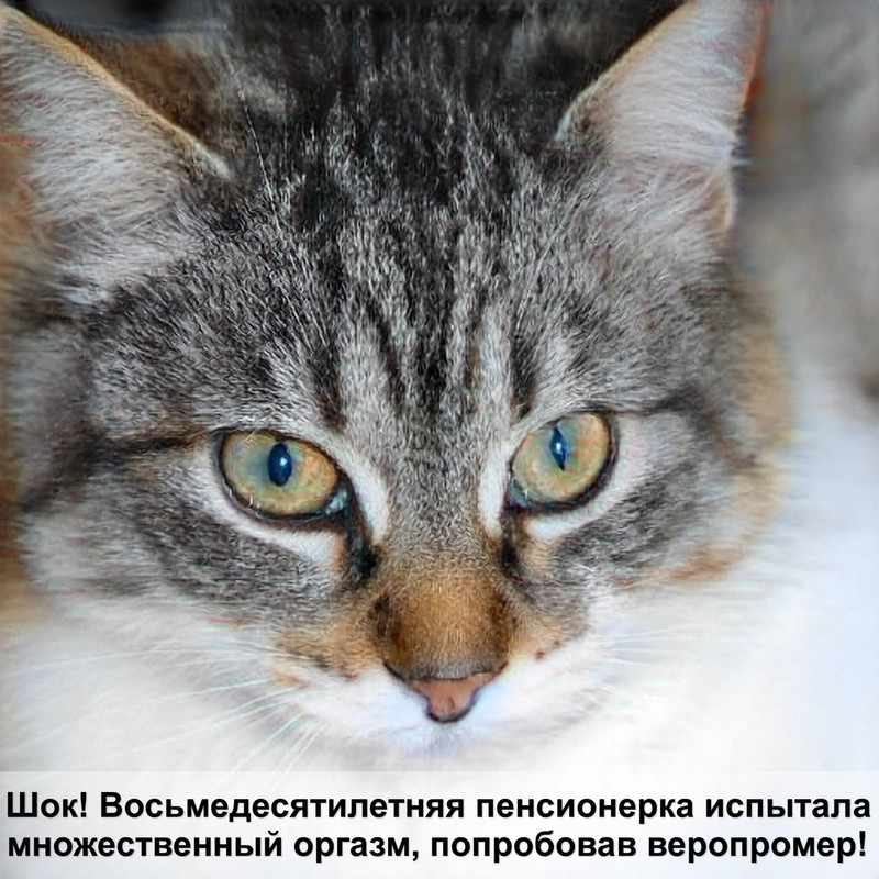 самая толстая кошка в мире