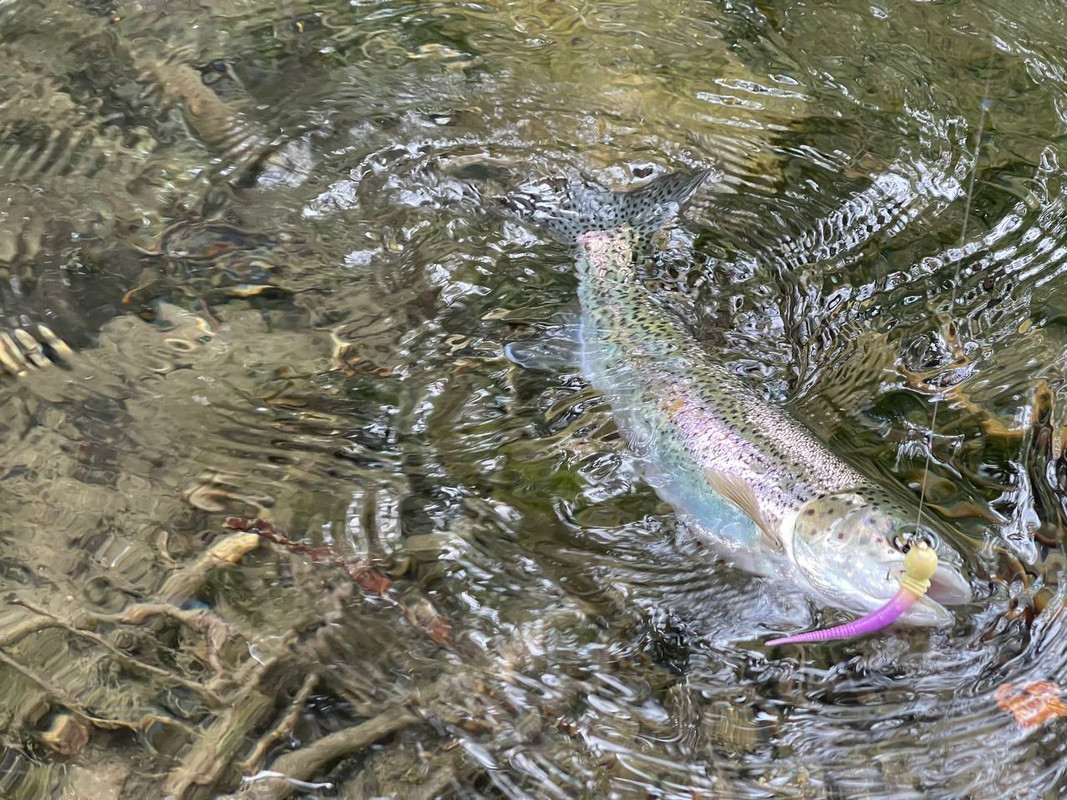 Fresh Lures Kasper, trout fishing lures, trout fishing lures plastic,