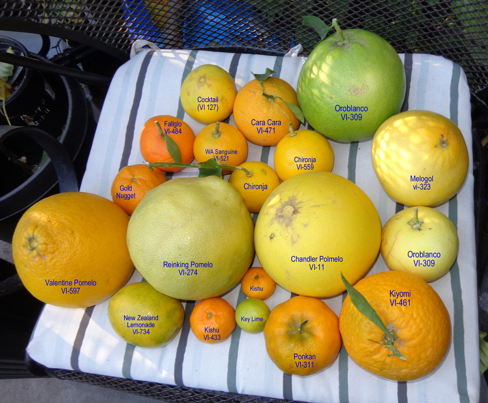My Citrus Varieties (12-4-20)