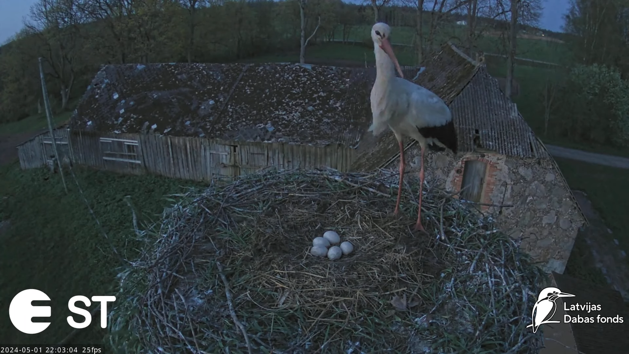 Baltie stārķi (Ciconia ciconia) Tukuma novadā - LDF tiešraide __ White storks in Tukums, Latvia 13-4