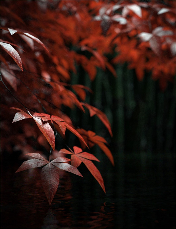 Japanese Maples