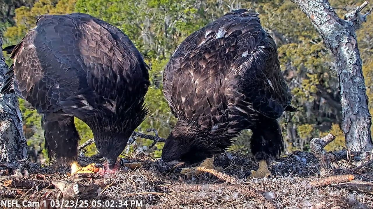 NEFL Cam 1 — tiešraidē Bald Eagle Cam 2-44-54 screenshot